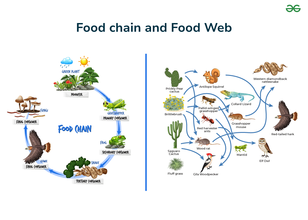 Food-chain-and-Food-Web