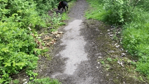 Rosie the dog sitting