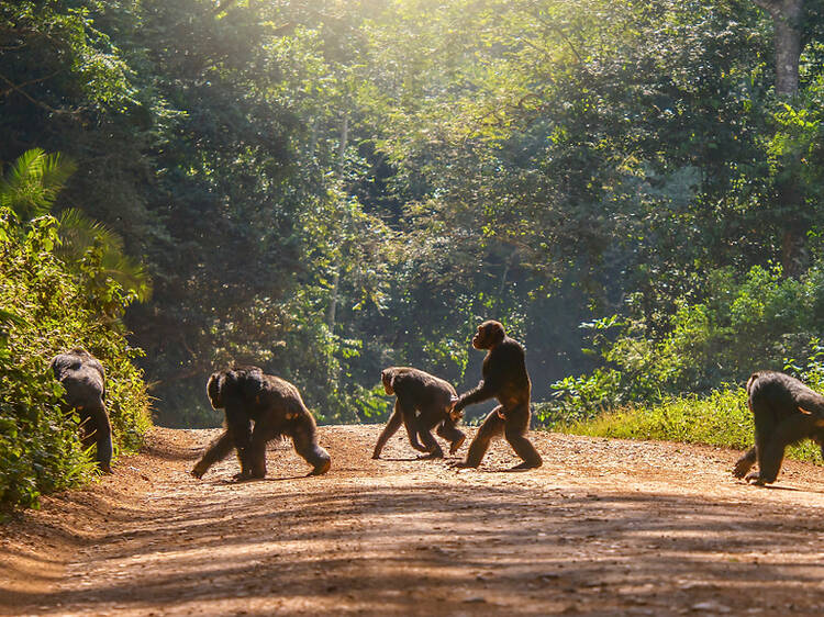 11 once-in-a-lifetime wildlife experiences that put animals first 11 once-in-a-lifetime wildlife experiences that put animals first