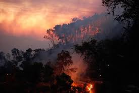 Fire at Kibbutz Beit Oren (December 2, 2010)