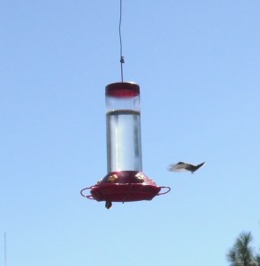DSCF0007 Hummingbird in Flight