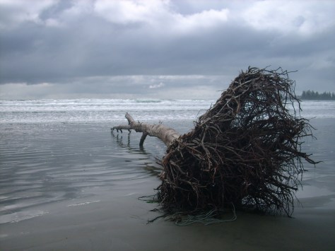 Pointing Dragon Driftwood