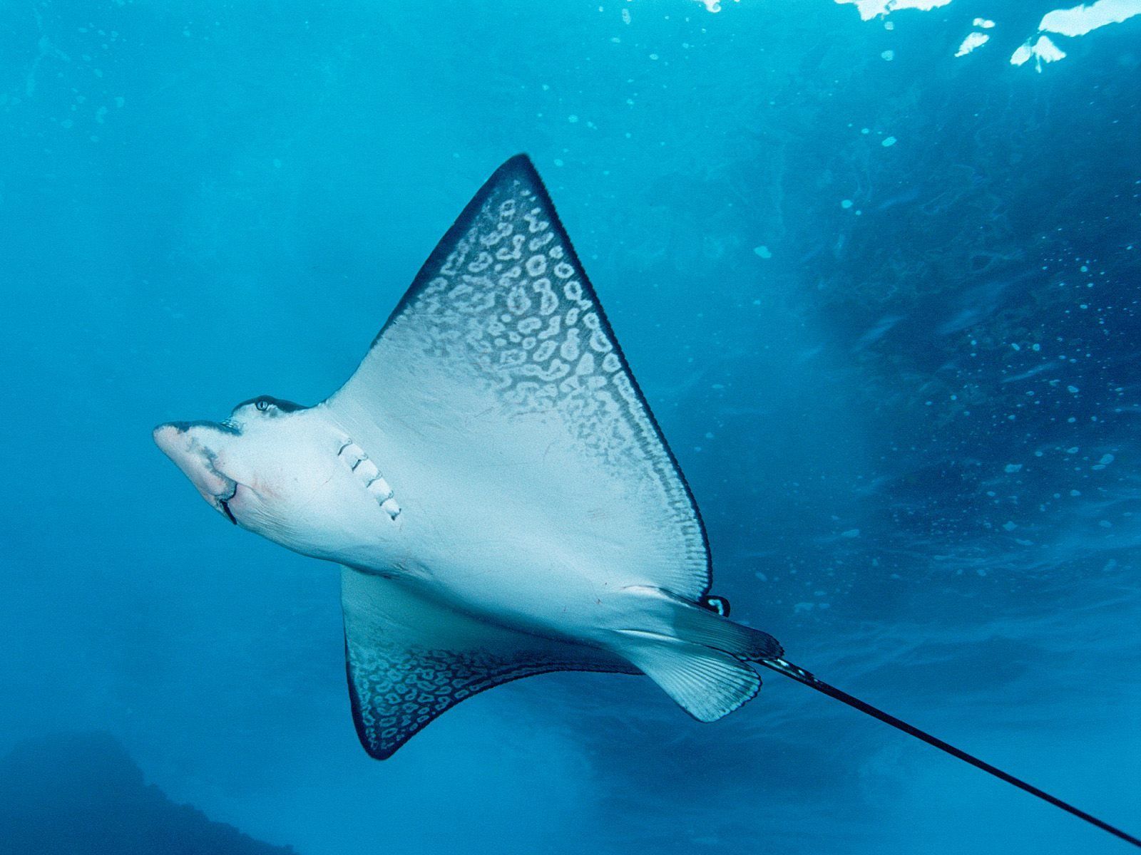 manta0