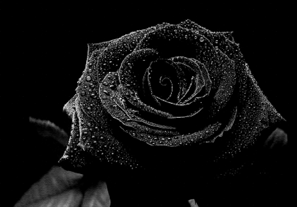 Black-Rose-Dektop-HD-1024x715