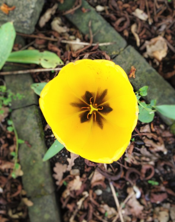 adela galasiu blossoms 2