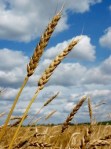 wheat