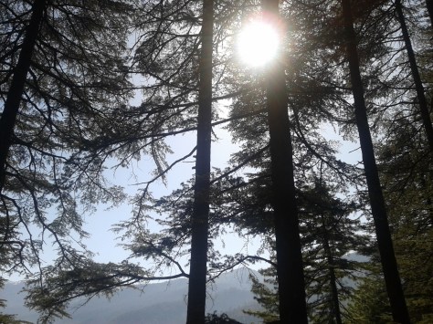 Conifers near Sankri