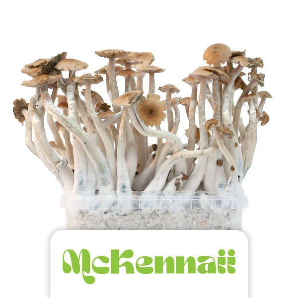 Buy Magic Mushroom McKennaii Grow Kit