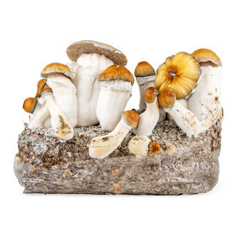 Shroom Ready-to-Grow Bag ‘Hillbilly Pumpkin’