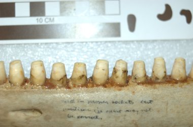 Ol' Gummy's teeth Ol' Gummy's teeth