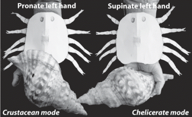 i0091-7613-37-4-295-f03 Figure 3. from Hagadorn and Seilacher 2009 - original caption: <i>Figure 3. Cartoon model of hermit arthropod with a crustacean versus chelicerate mode of abdominal bending. Model is not intended to represent details of track maker's anatomy.</i>