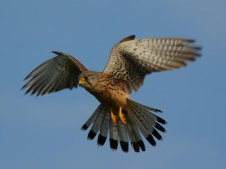 Common Kestrel 15th March Paphos Headland