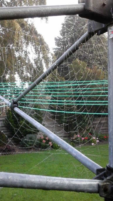 004 Spiders' webs 2