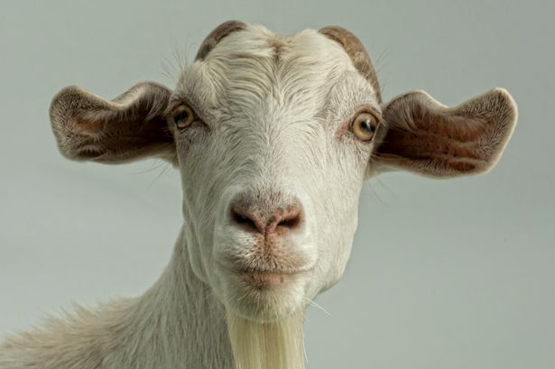 Goat