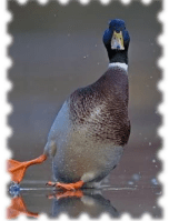 7oie_trim_image