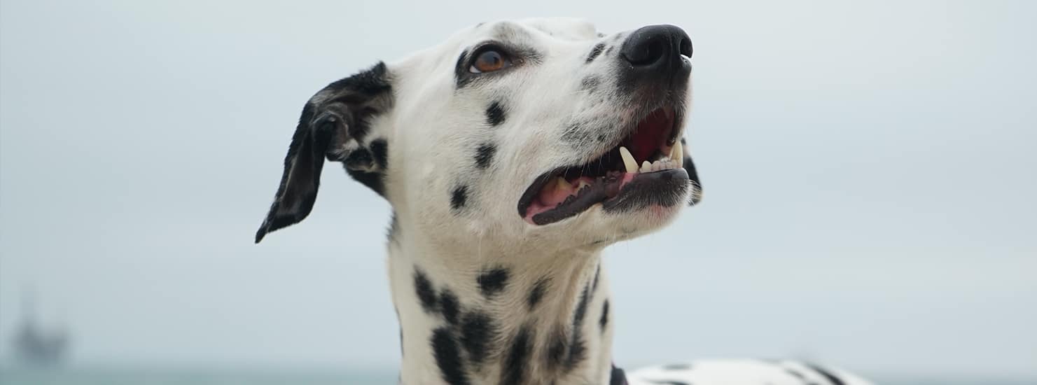 Dogs-Collar Dogs-Collar