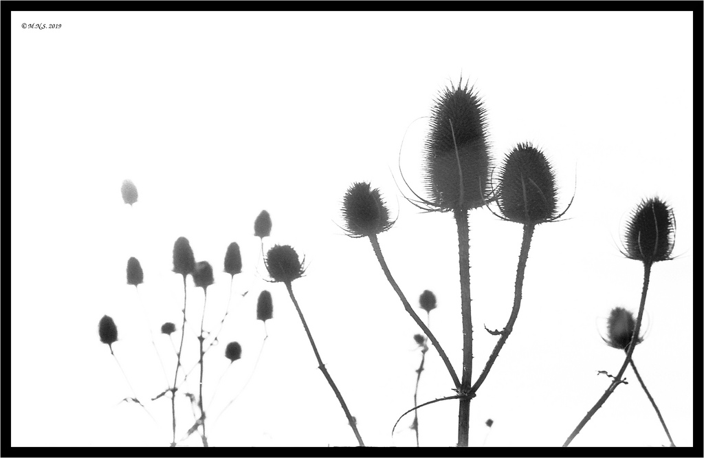 32942620118_c43452147d_b