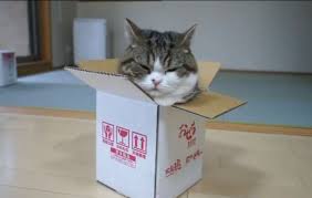 catinabox