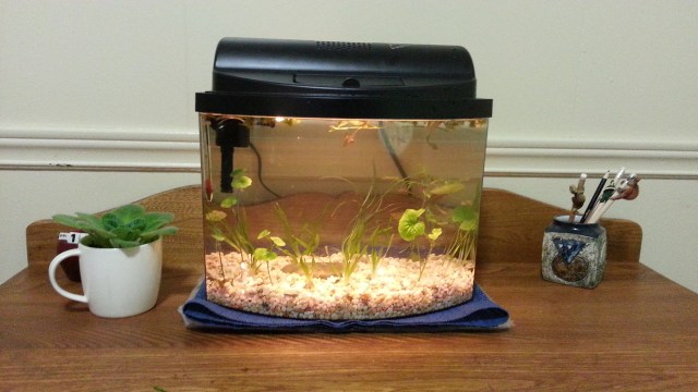 An aquarium with gravel and plants, on a bureau