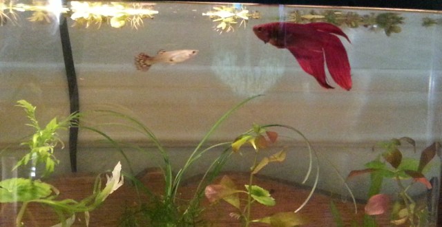 aquarium with a red betta, a female guppy,and plants
