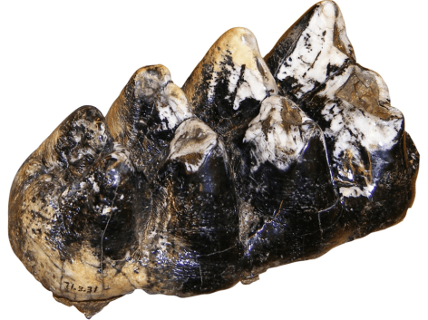 Image result for mastodon tooth looked at with microscope