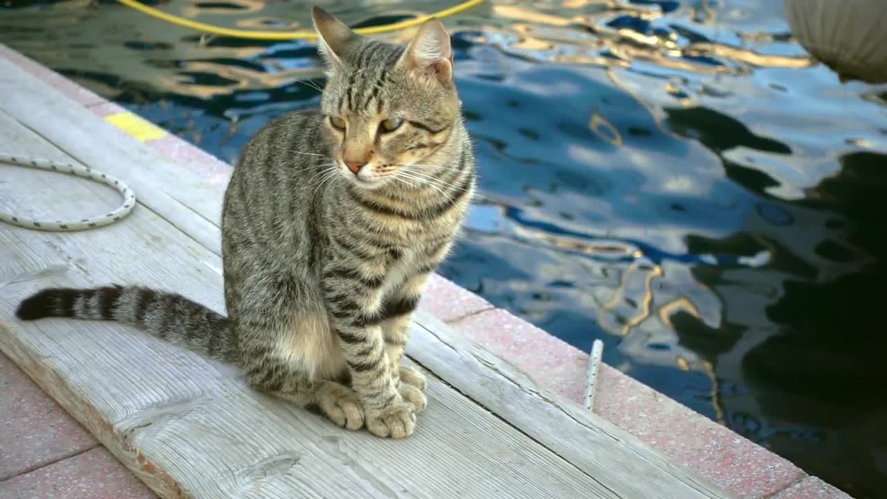 Lonely Cat On The Dock - Stock Video | Motion Array