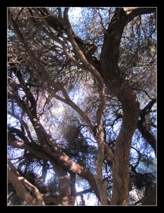 a tangle in the light