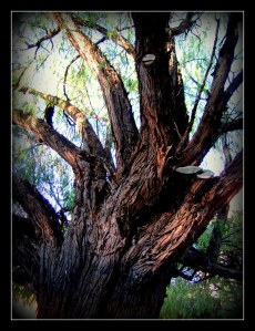 ancient peppermint tree_framed