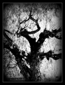 ancient shape_peppermint tree