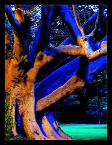 blue shadows_framed