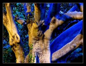 blued details