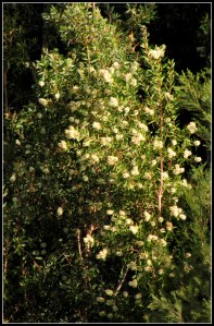 cloud blossom close