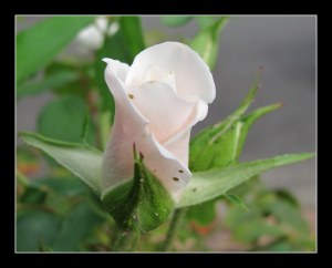Flowers_folded bud