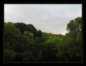 foliage