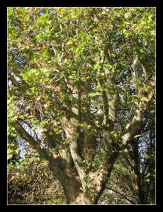 leaves and patterned branches