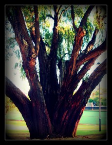 massively ancient_peppermint tree