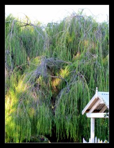 peppermint tree canopy
