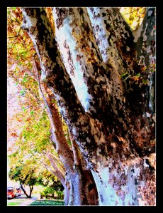 plane tree trunks_Brigatti