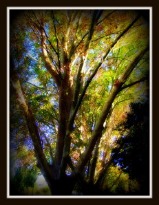 plane trees_Brigatti