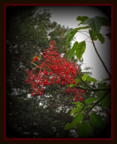 red tree flower