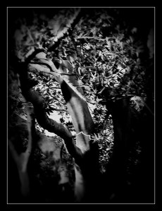 shadowed details