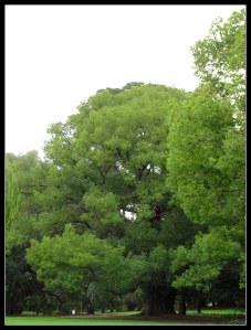 such green