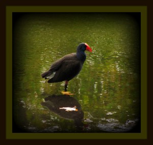 swamp hen