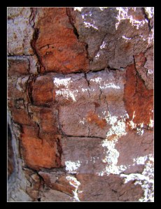 tree bark