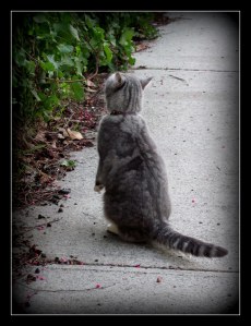 a wee tabby cat