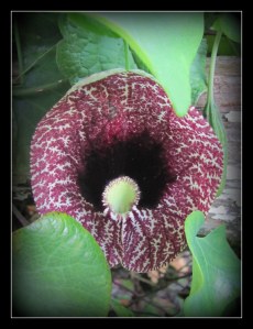 dutchman's pipe_1