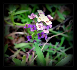 everlastings
