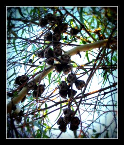 gum nuts