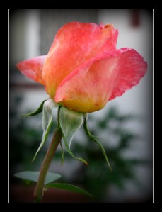 pretty bud