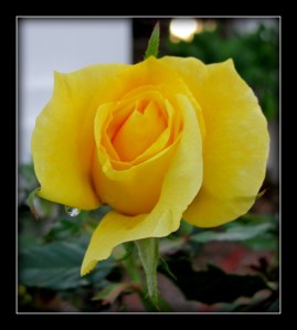 yellow_2